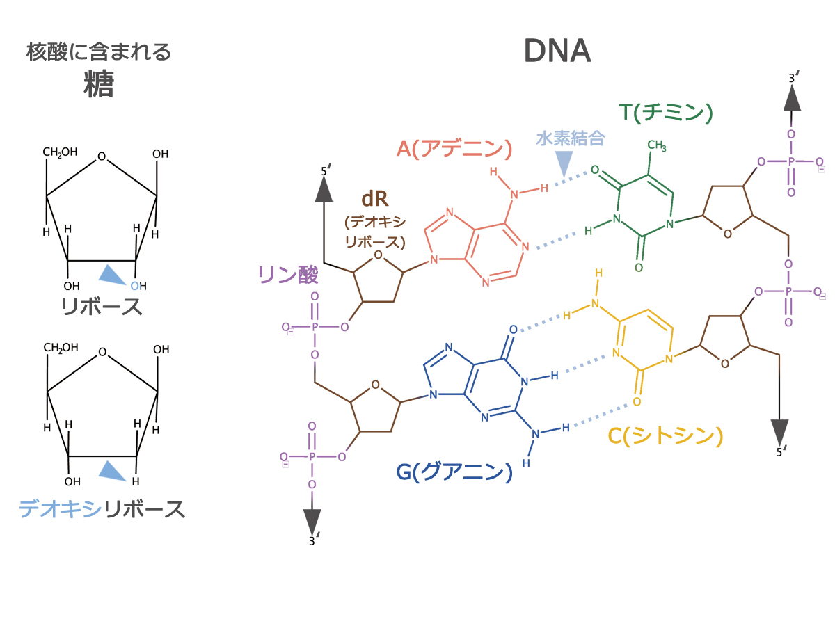 は と デオキシ リボース DNAとRNAを構成する糖や塩基が違うのはなぜですか？｜理科｜苦手解決Q&A｜進研ゼミ高校講座